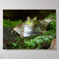 I'm Watching You Bullfrog Poster