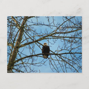 I'm Watching You Postcard