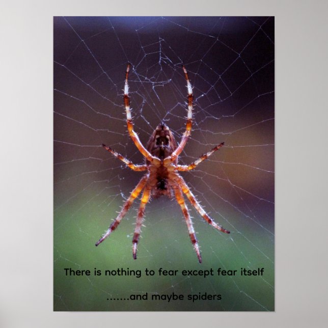 Image of a colourful spider in web poster (Front)