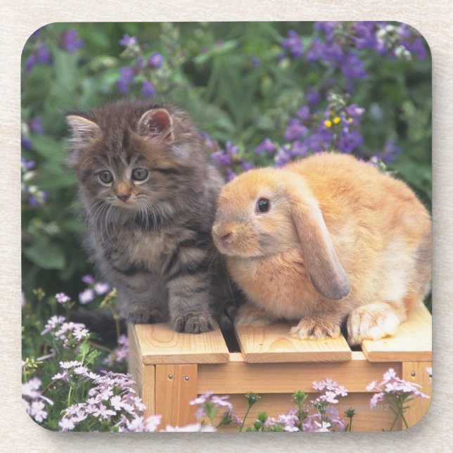 Image of a Kitten and a Lop Ear Rabbit Standing Coaster (Front)