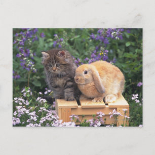 Image of a Kitten and a Lop Ear Rabbit Standing Postcard