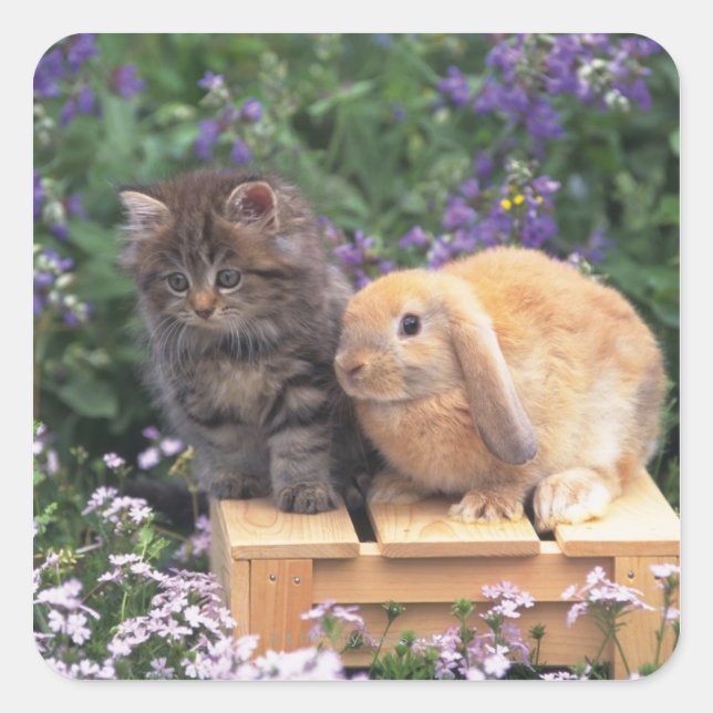 Image of a Kitten and a Lop Ear Rabbit Standing Square Sticker (Front)