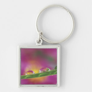 Image of asters formed in water droplets key ring