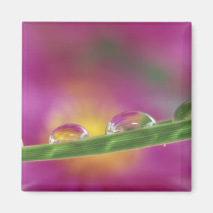 Image of asters formed in water droplets magnet