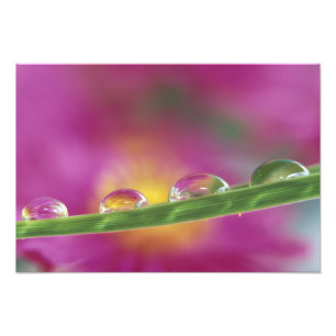 Image of asters formed in water droplets photo print