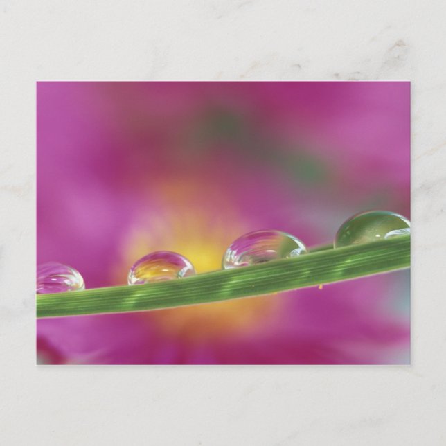 Image of asters formed in water droplets postcard (Front)