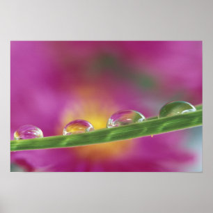 Image of asters formed in water droplets poster
