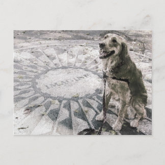"Imagine" aka "Golden in Strawberry Fields" Postcard