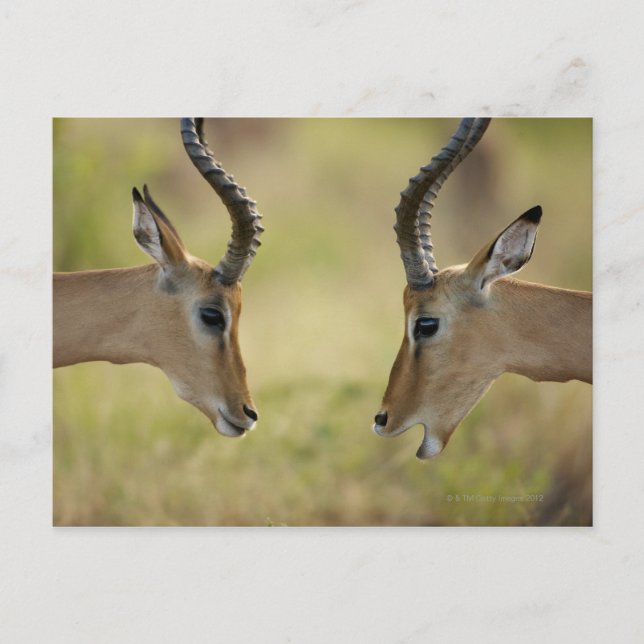 Imapla (Aepyceros melampus) wanting to fight, Postcard (Front)
