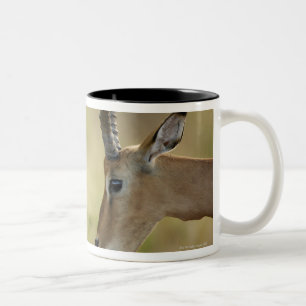 Imapla (Aepyceros melampus) wanting to fight, Two-Tone Coffee Mug