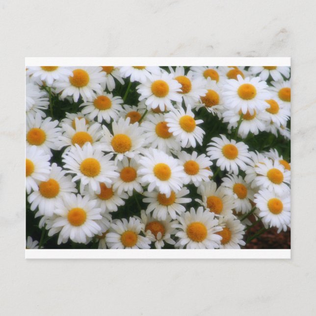 IMG_0066  Daisy Lovers Postcard (Front)