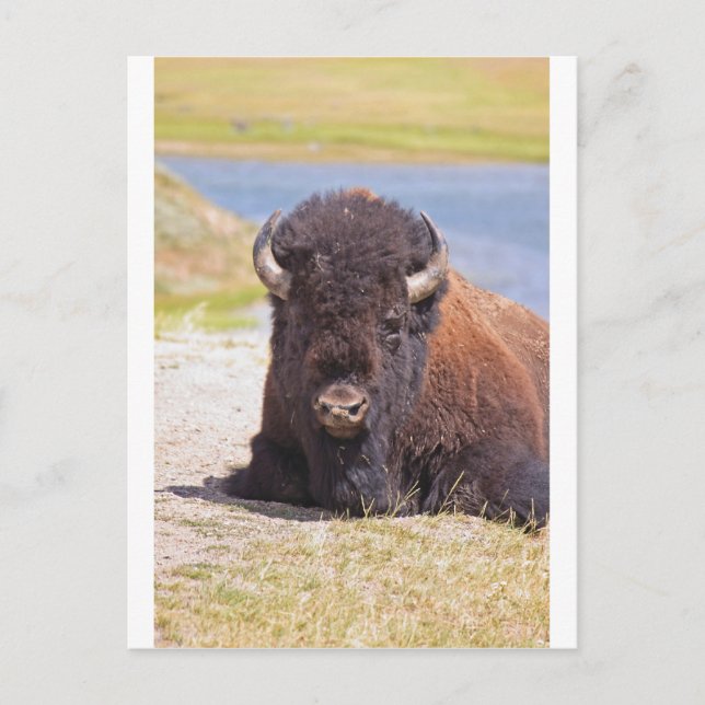 IMG_1227_1 POSTCARD (Front)