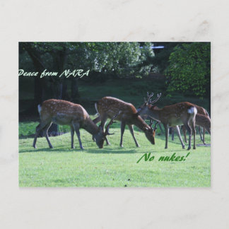 IMG_1699 nara Postcard