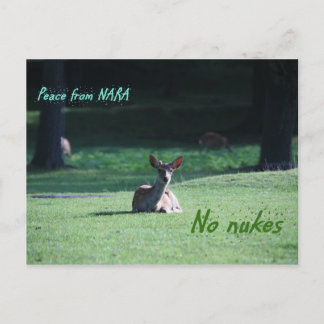 IMG_1713 nara Postcard