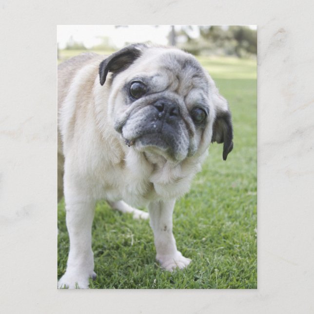 IMG_2562 POSTCARD (Front)