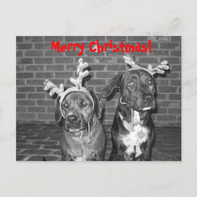 IMG_3721_2, Merry Christmas! Holiday Postcard (Front)