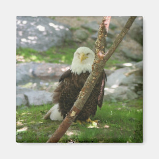 IMG_6126, upliftingphotography.net America Magnet