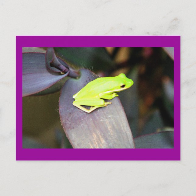 IMG_6159 POSTCARD (Front)