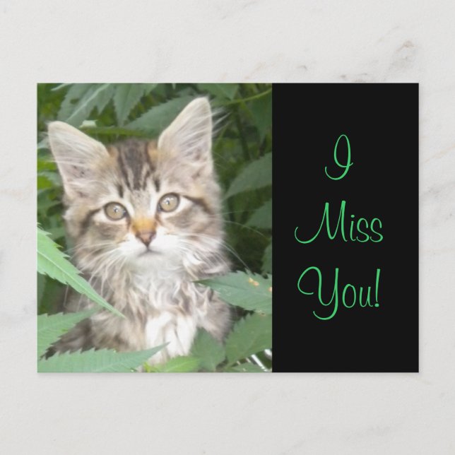 IMissYou! Kitten Postcard (Front)