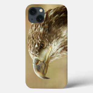 Immature Bald Eagle iPhone 13 Case