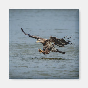 Immature Bald Eagle diving for a fish Magnet