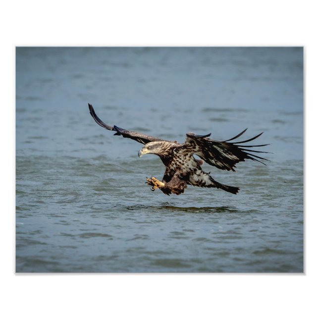 Immature Bald Eagle diving for a fish Photo Print (Front)