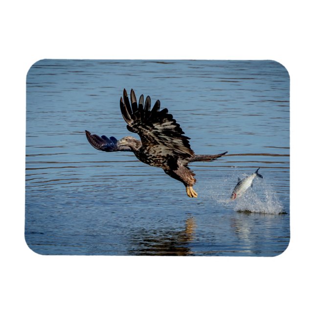 Immature Bald Eagle dropping a fish Magnet (Horizontal)