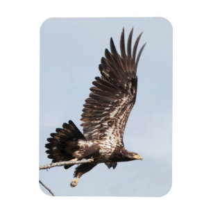 Immature Bald Eagle in Flight Magnet