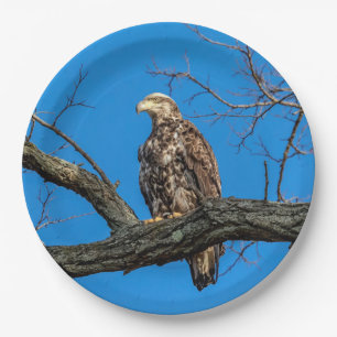 Immature Bald Eagle in Peekskill, NY Paper Plate