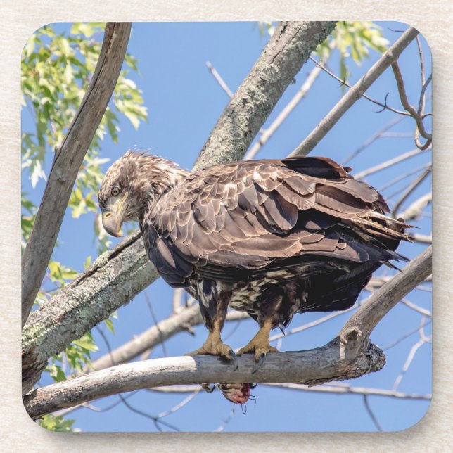 Immature Bald Eagle with a Catfish Coaster (Front)