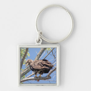 Immature Bald Eagle with a Catfish Key Ring