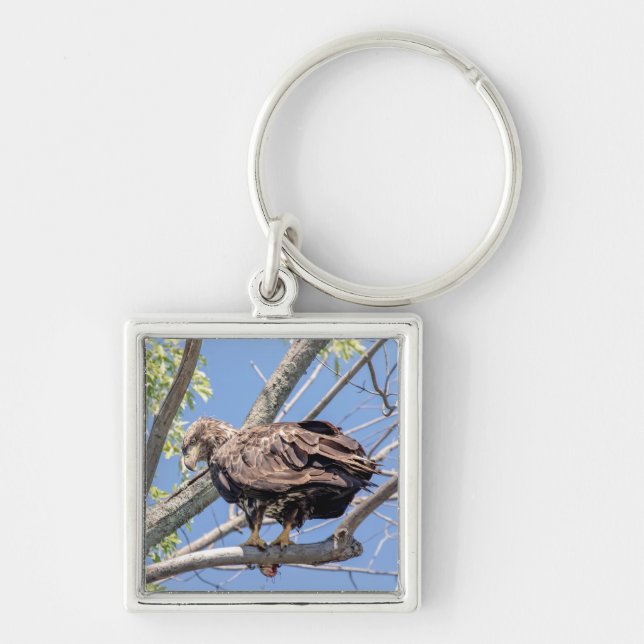 Immature Bald Eagle with a Catfish Key Ring (Front)