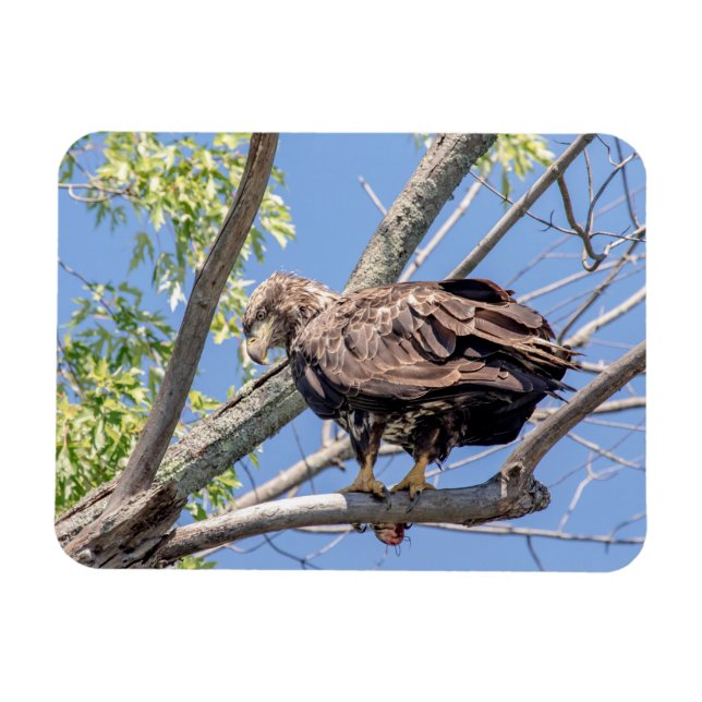 Immature Bald Eagle with a Catfish Magnet (Horizontal)