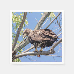 Immature Bald Eagle with a Catfish Napkin