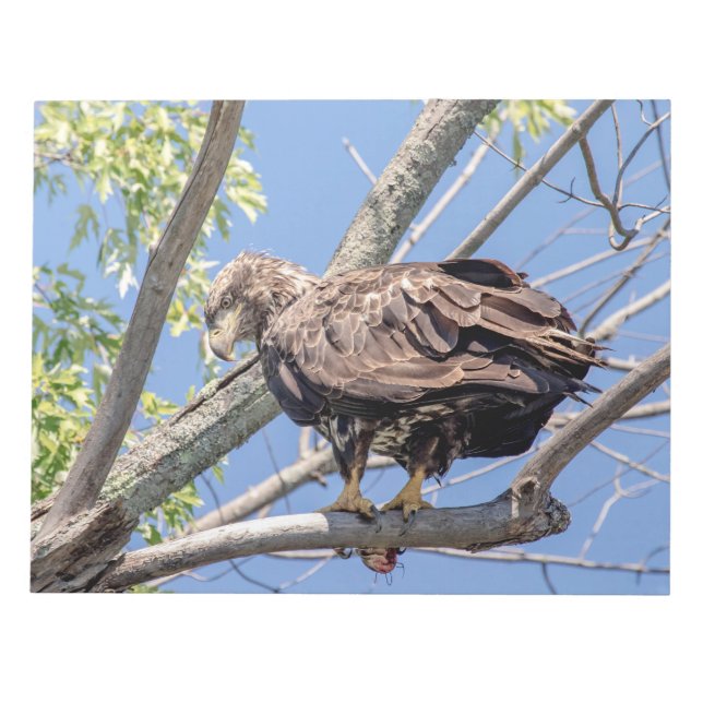 Immature Bald Eagle with a Catfish Notepad (Front)