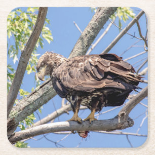 Immature Bald Eagle with a Catfish Square Paper Coaster