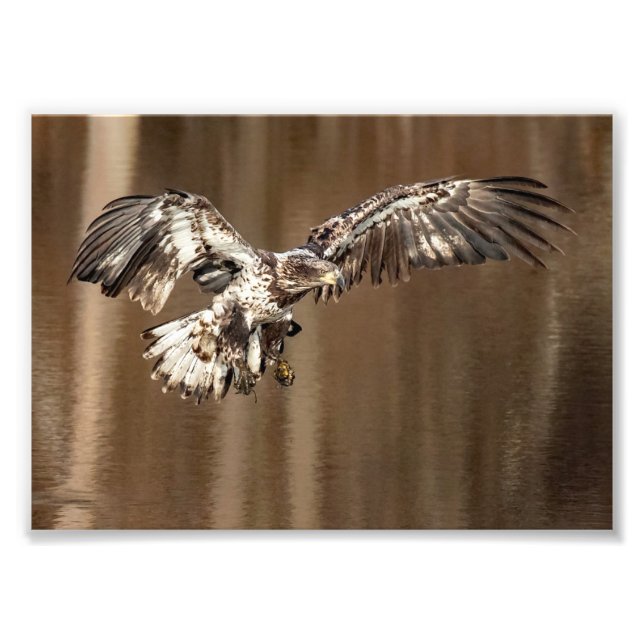 Immature Eagle Flies With  Muddy Feet Photo Print (Front)
