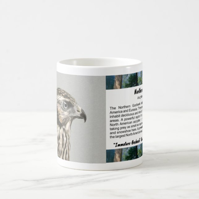 Immature Goshawk Coffee Mug (Center)