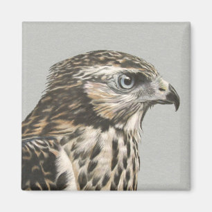 Immature Goshawk Magnet