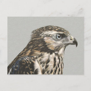 Immature Goshawk Postcard