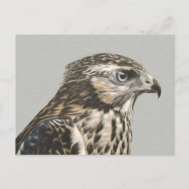 Immature Goshawk Postcard (Front)