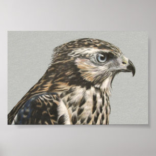 Immature Goshawk Poster