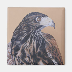 Immature Harris Hawk Magnet