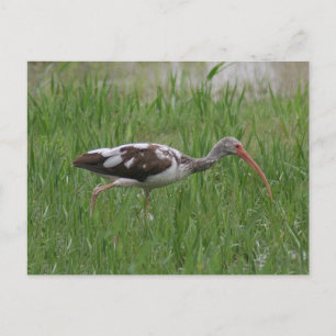 Immature Ibis Photo Postcard