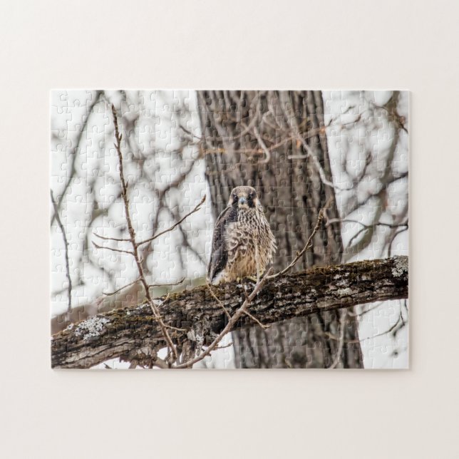Immature Peregrine Falcon Jigsaw Puzzle (Horizontal)