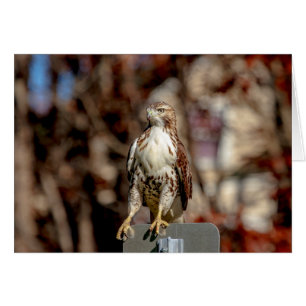 Immature Red Tailed Hawk