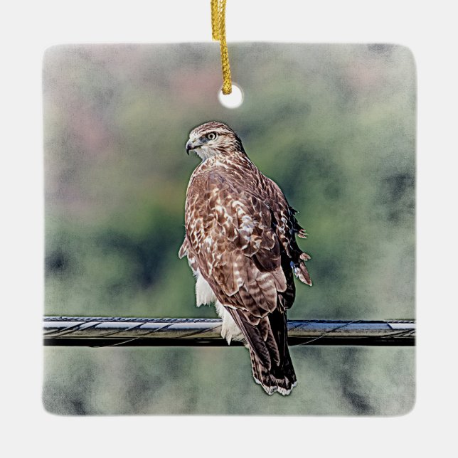 Immature Red Tailed Hawk Ceramic Tree Decoration (Front)