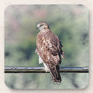 Immature Red Tailed Hawk Coaster