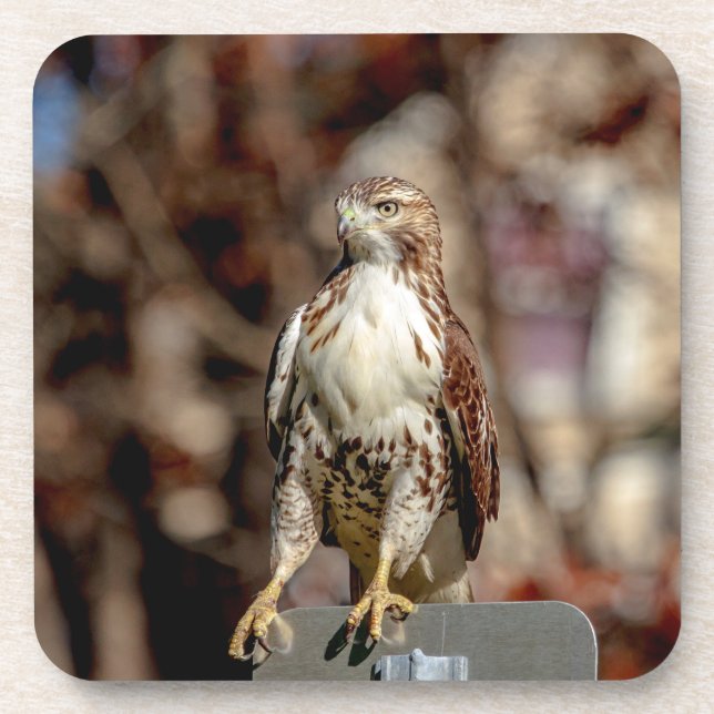 Immature Red Tailed Hawk Coaster (Front)