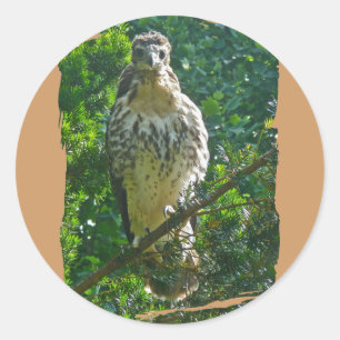 Immature Red Tailed Hawk Coordinating Items Classic Round Sticker